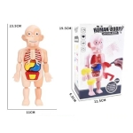 HM986 Human Body Anatomy Model Toy – Educational Organ Puzzle for Kids - Image 1