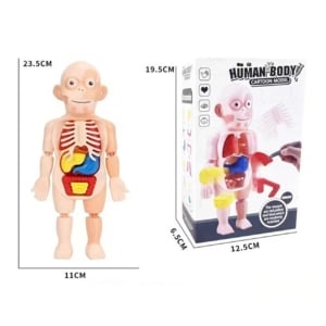 HM986 Human Body Anatomy Model Toy – Educational Organ Puzzle for Kids